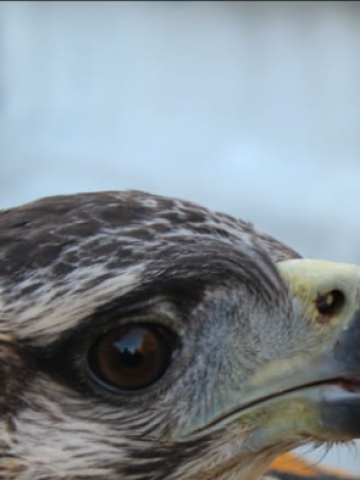 Rescataron en Ñacuñán un pichon de águila coronada - Mendoza Post