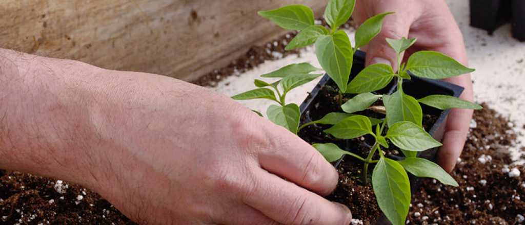 Mendoza busca incentivar la producci&oacute;n org&aacute;nica