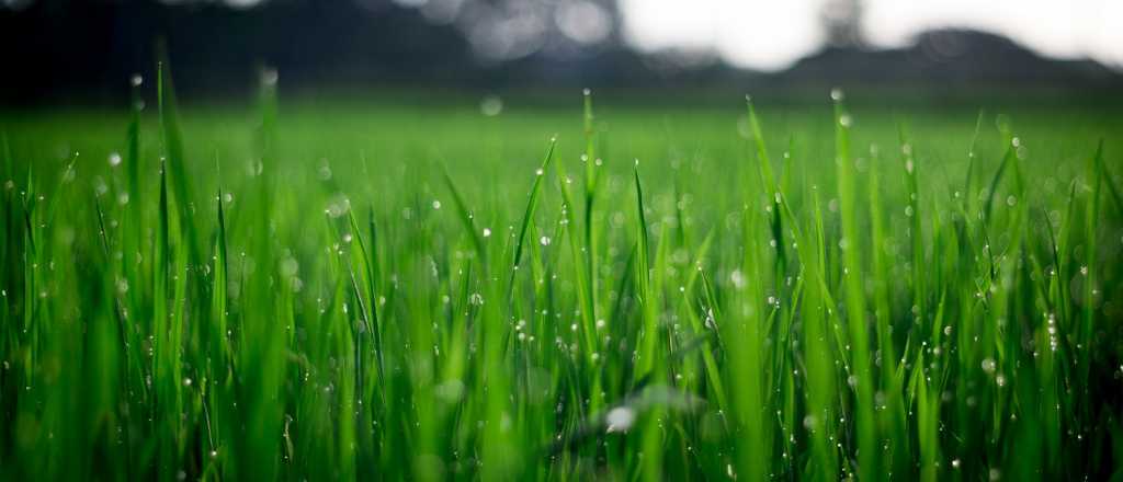 C&oacute;mo mantener el c&eacute;sped impecable en invierno