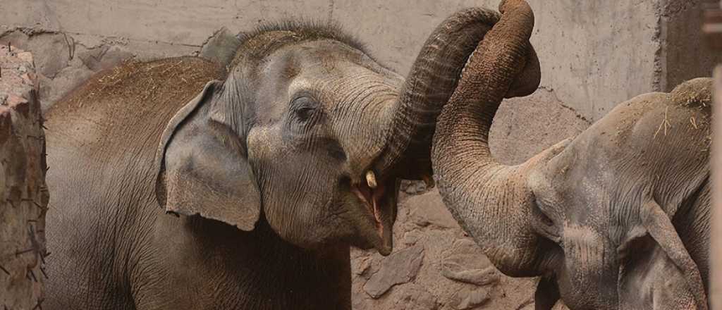 Las elefantas del Ecoparque quisieron "escaparse"