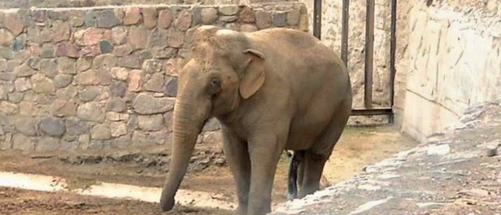 Murió Tamy, el elefante del Ecoparque de Mendoza
