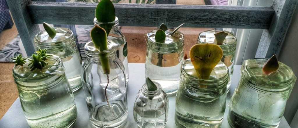 Todo lo que ten&eacute;s que saber para reproducir tus suculentas en agua