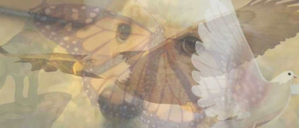 Test: el primer animal que veas reveler&aacute; c&oacute;mo sos en verdad