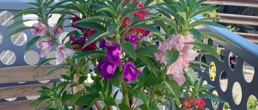 &iquest;Cu&aacute;les son las plantas que florecen todo el a&ntilde;o?