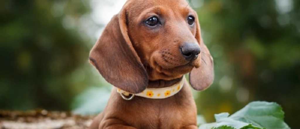 Lo que no pod&eacute;s dejar de saber si ten&eacute;s un perro de raza peque&ntilde;a