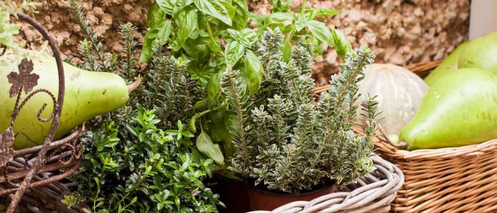 Las siete plantas que necesit&aacute;s para armar tu "farmacia" natural