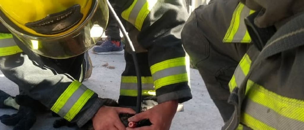 Bomberos rescataron a tres animales de un incendio en Godoy Cruz
