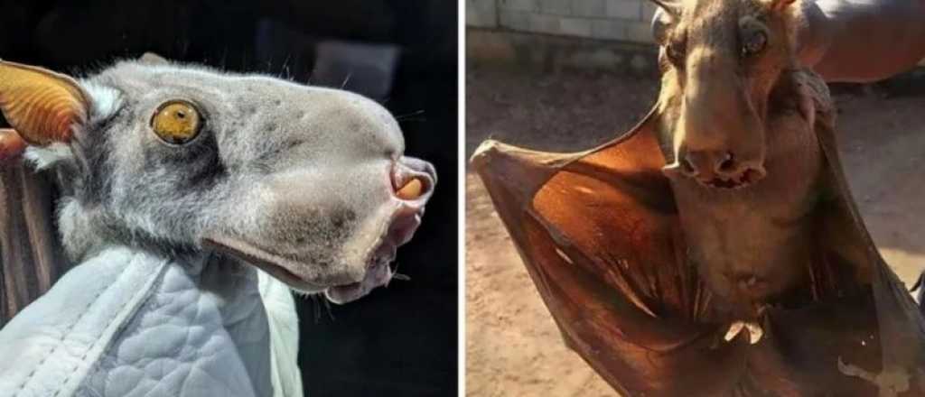 Encontraron un enorme murciélago que puede transmitir un virus mortal