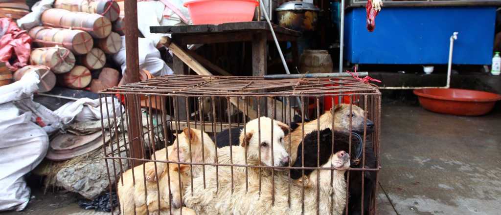  Festival gastron&oacute;mico de China con carne de perro escandaliza al mundo
