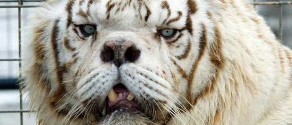 Kenny, la historia del tigre que naci&oacute; con s&iacute;ndrome de Down