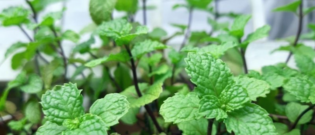 Con estas plantas podés combatir la humedad de tu casa