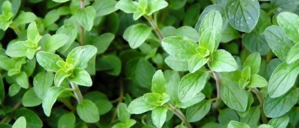 C&oacute;mo curar los pies con or&eacute;gano