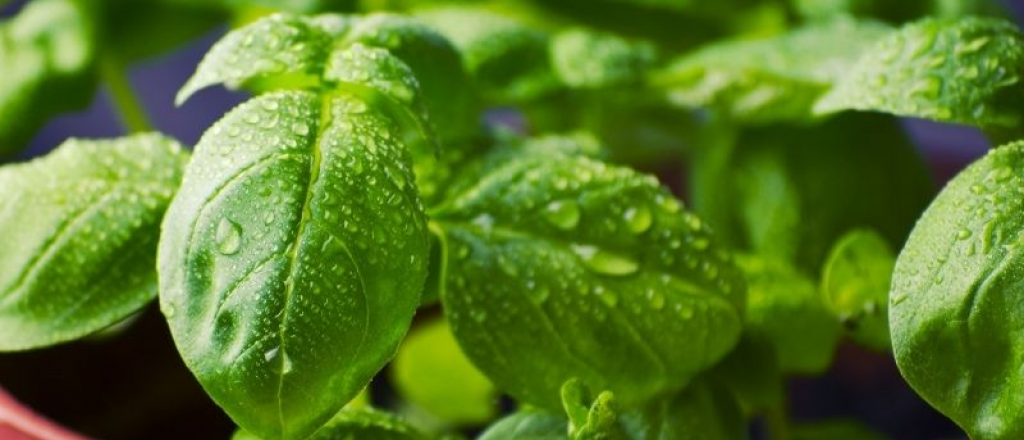 Consejos para cuidar una planta de albahaca