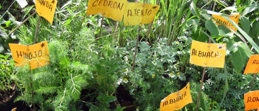 Cuáles son las hierbas aromáticas que podemos plantar fácilmente en casa