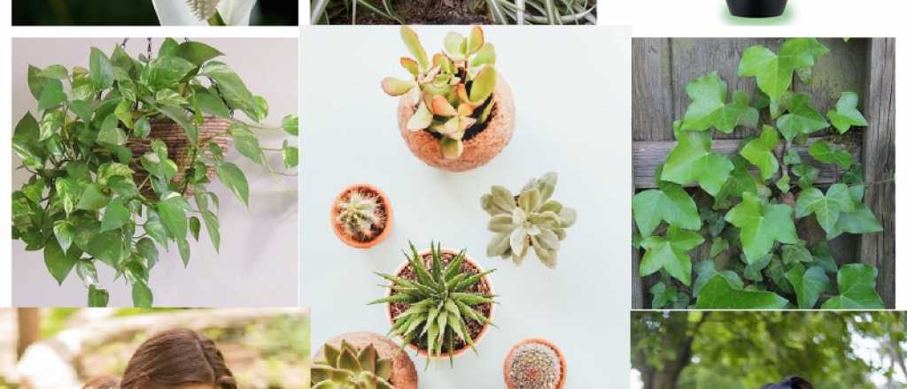 ¿Para qué sirve el agua de limón sobre las plantas?