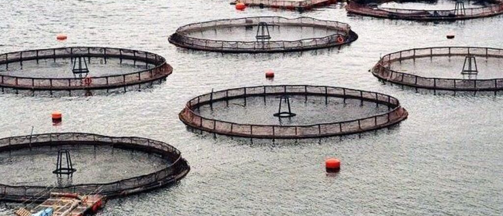 Histórico: prohíben la pesca del salmón en el canal Beagle