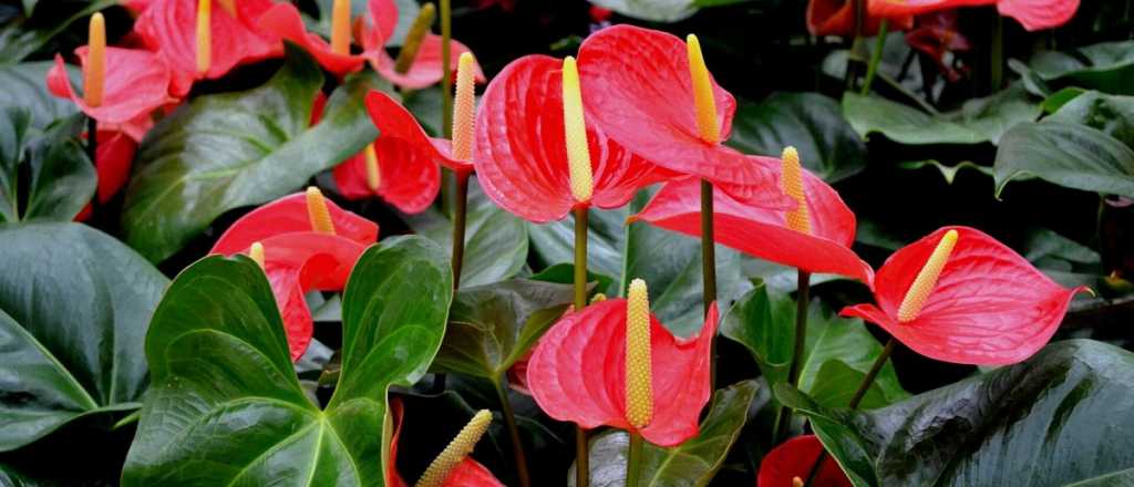 Lo que tenés que saber para que tu anturio luzca increíble