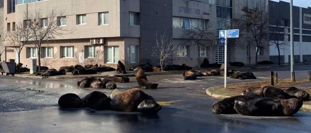 Lobos marinos se apoderaron de las calles de Mar del Plata