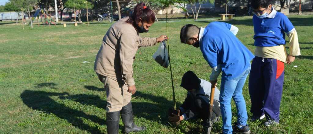 &iquest;Cu&aacute;l es el mejor momento para plantar &aacute;rboles?