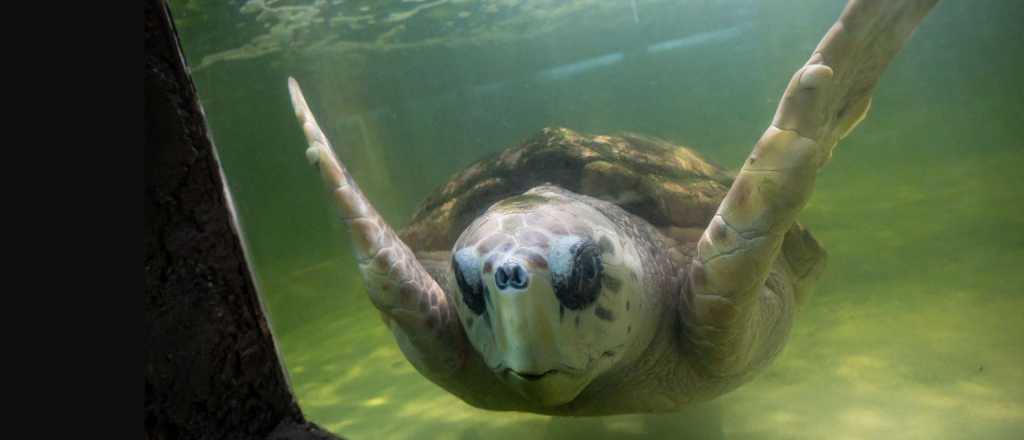 Videos: así llegó el tortugo Jorge a Mar del Plata