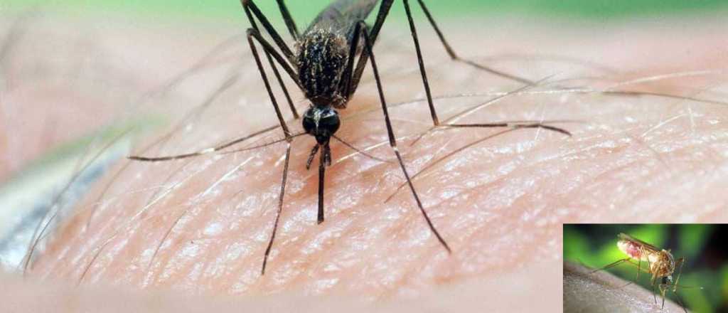 Paralizante: alerta por el mosquito del virus Nilo Occidental en EE.UU.