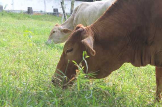 Los usos que le podés dar al césped recién cortado - Mendoza Post