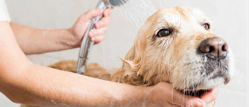 ¿Por qué a unos perros les gusta meterse al agua y a otros no?