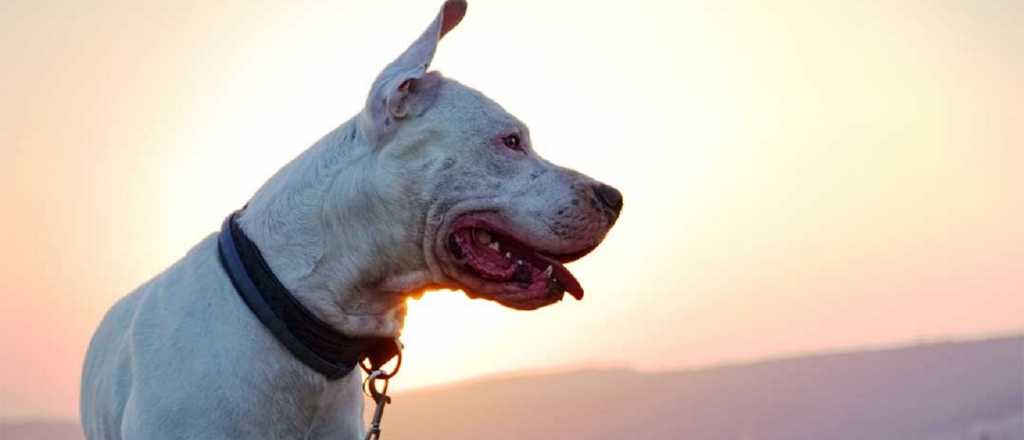 Dogo argentino: todas las caracter&iacute;sticas del "perro nacional"