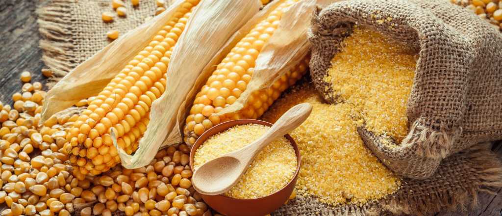 Harina de maíz: cómo aprovechar las 43 variedades