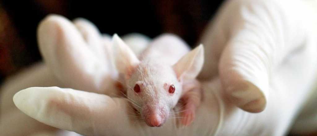 Logran erradicar el cáncer con metástasis en ratones y perros