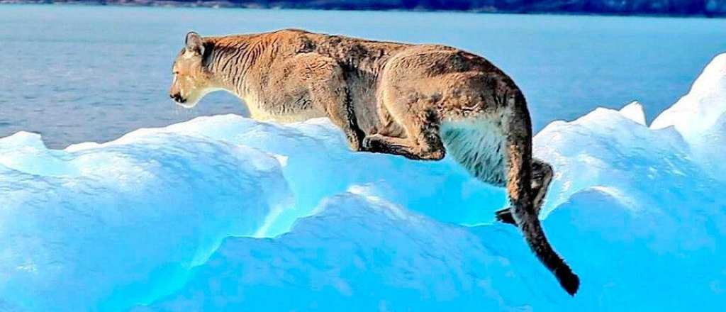 Encontraron un puma arriba de un iceberg, en el Lago Argentino
