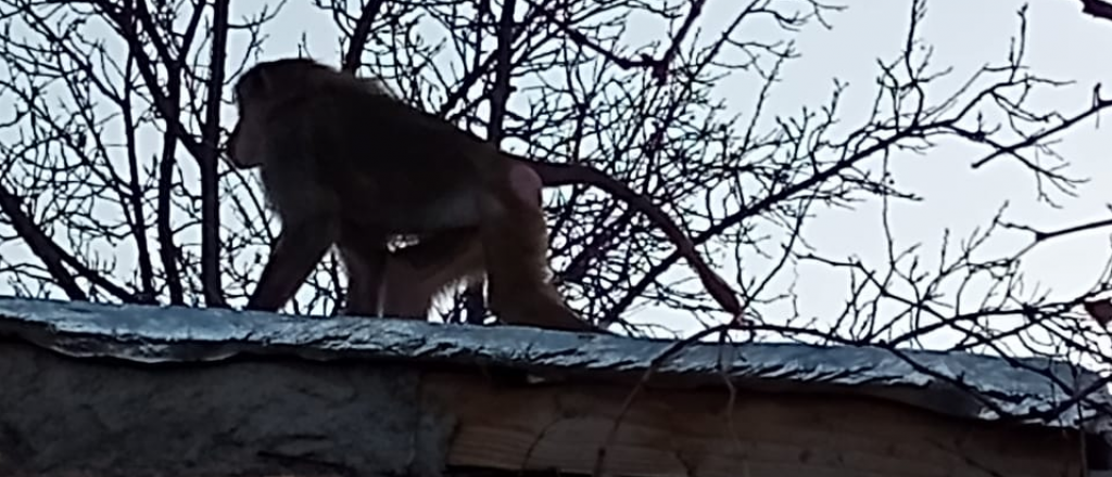 Video: apareció un mono suelto en Godoy Cruz
