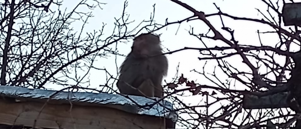 Video: así atraparon al mono que apareció en Godoy Cruz