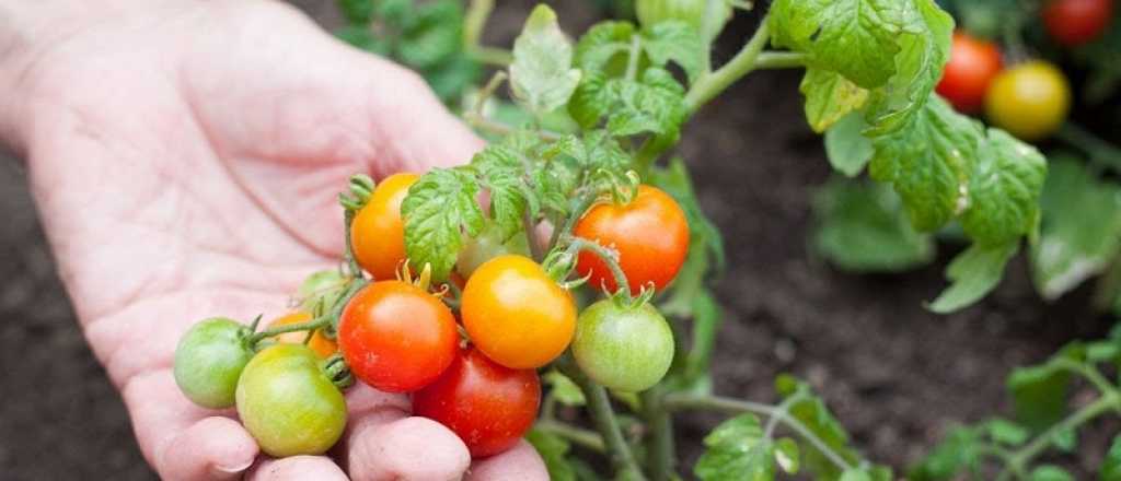 &iquest;C&oacute;mo cultivar tomates cherry en casa?