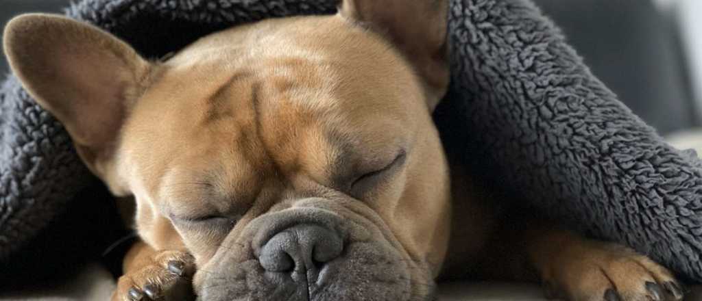 Furia por la última "moda" en perros: bulldogs franceses sin pelo