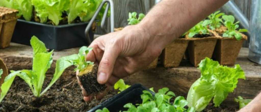 Huerta en casa: las cinco verduras más fáciles de cultivar