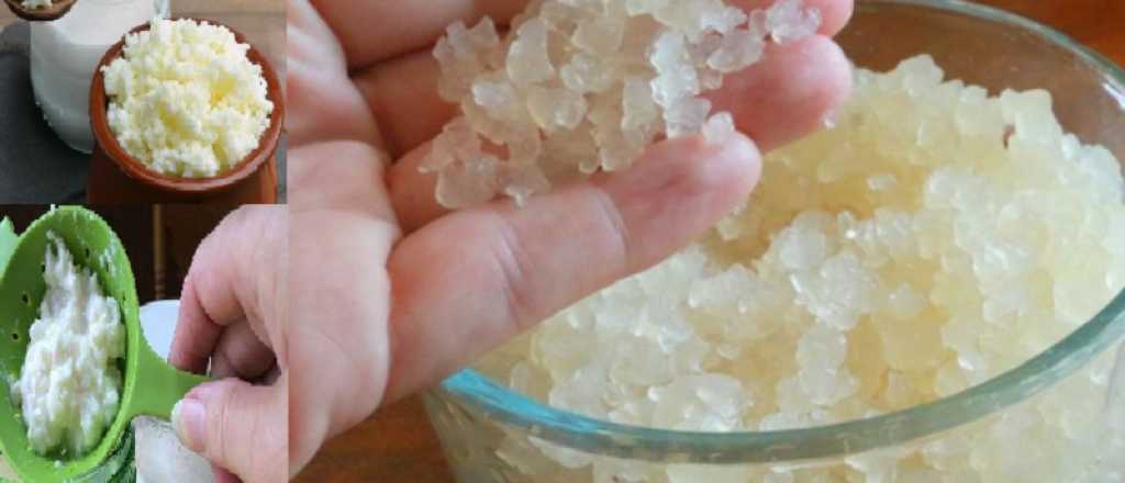 Estos son las riesgos de consumir k&eacute;ifer para tu salud