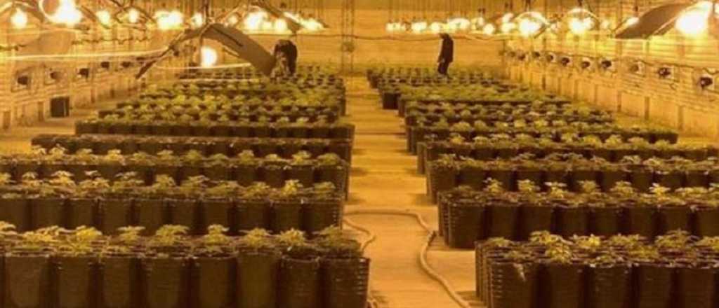 Impactante: así luce el mayor invernadero de marihuana del país