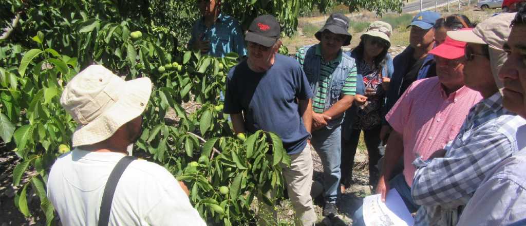 Falta un 50% de cosechadores en Chile: unas 150 mil personas