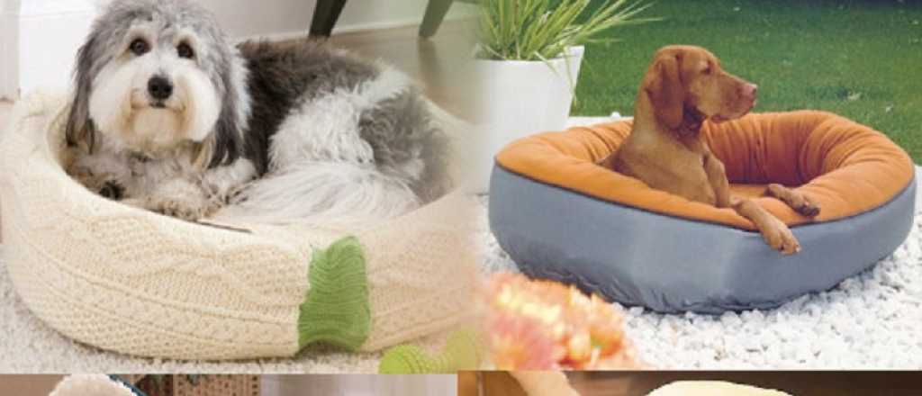 Tips para limpiar la cucha de tu perro