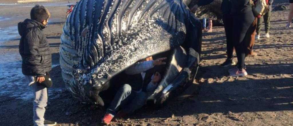 Furia en Chubut por la gente que se sacó fotos dentro de una ballena muerta