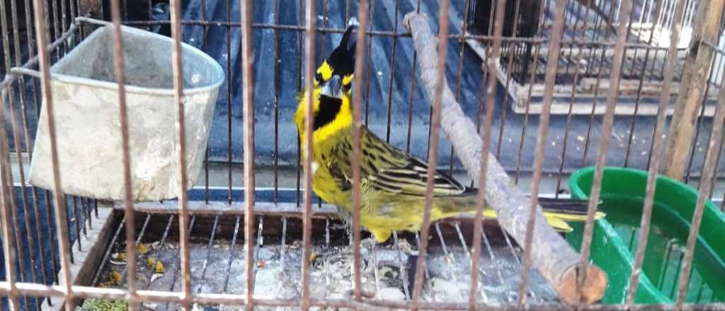 &iquest;Sirve en Mendoza?: el "plan" sanjuanino para frenar un delito ambiental