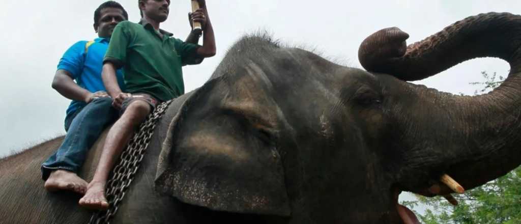 Nuevas medidas en Sri Lanka: prohibido manejar elefantes borracho