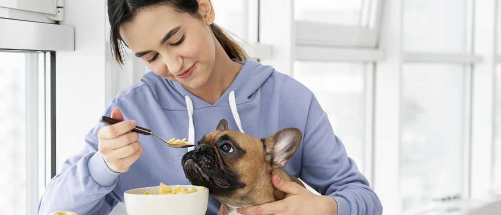 Ojo: qué alimentos le hacen mejor a nuestras mascotas