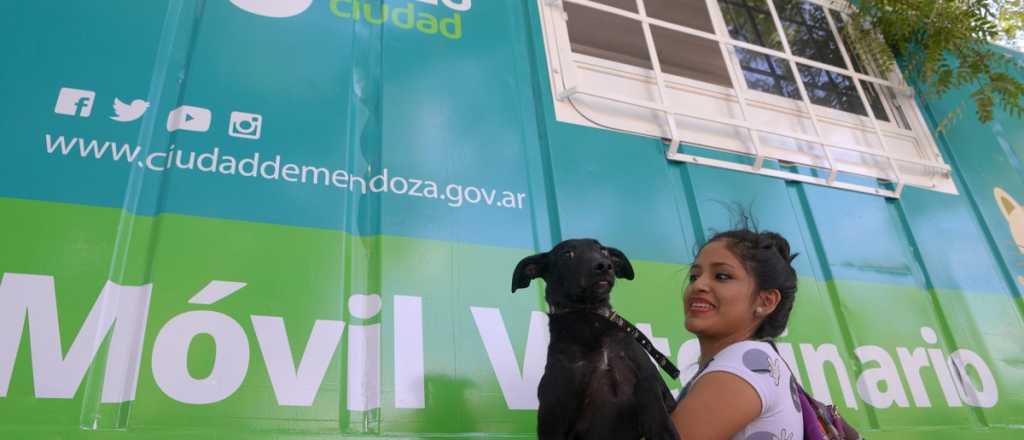 Ciudad: continúa la campaña de castración gratuita