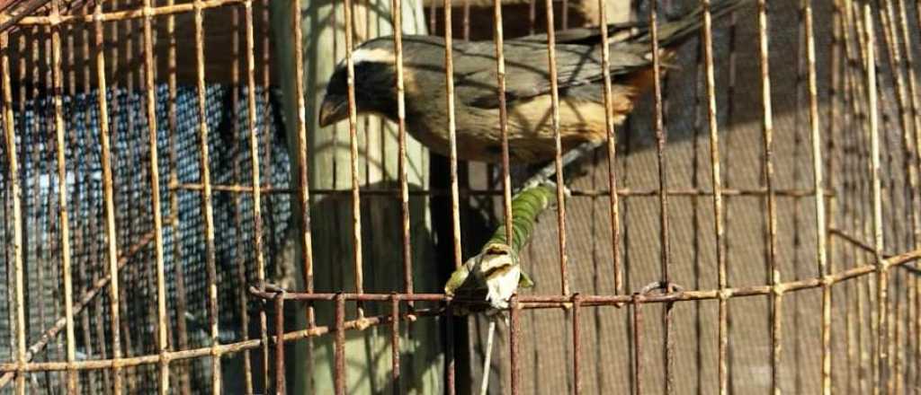 Dos detenidos con dinero, drogas y aves en Tupungato