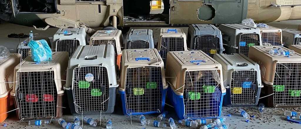 Denuncian que EE.UU. dejó a sus perros abandonados en Kabul