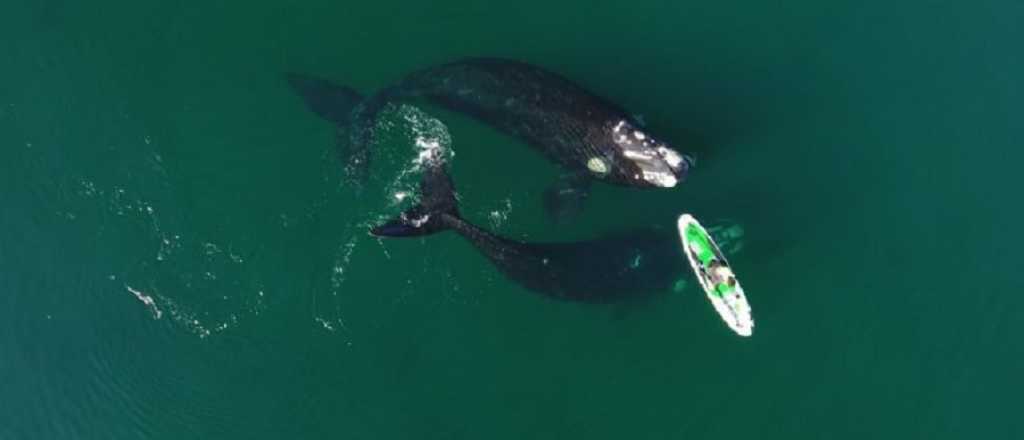 Impactante video: ballenas "juegan" con una surfista en Puerto Madryn 
