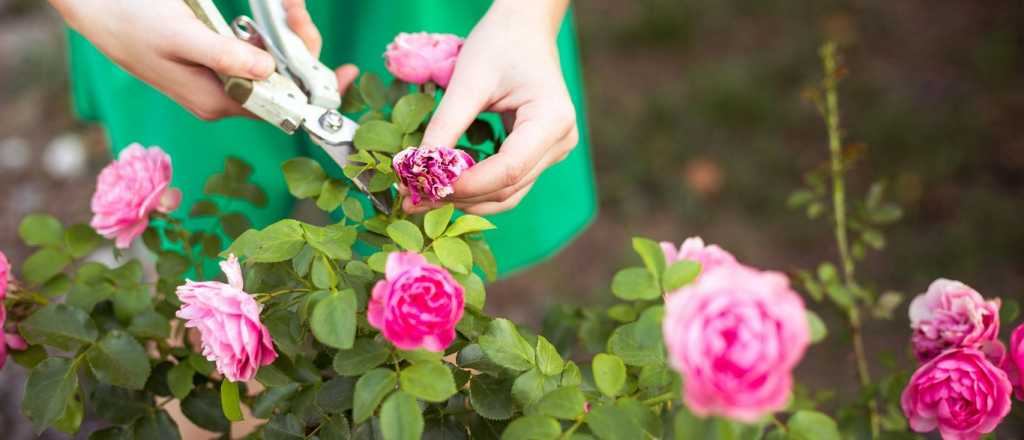Cómo cuidar un jardín de rosas 