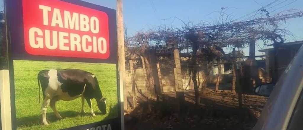Robaron dos terneras de un tambo en Guaymall&eacute;n